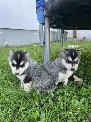 Ostale životinje: Sibirsky haski štenci - Leglo prelepih štenaca sibirskog haskija — 16