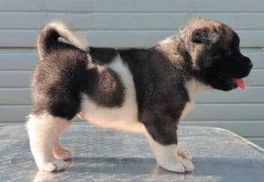 psi na poklon zrenjanin: Američka Akita, štenci Odgajivacnica TOP WINNER PUPPY sa ponosom — 5