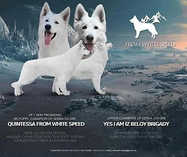psići: Odgajivačnica Belog švajcarskog ovčara FROM WHITE SPEED FCI 7105 ima u — 4