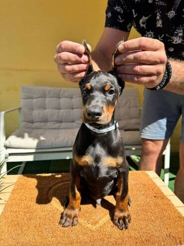 zlatni retriver odgajivacnica srbija: Doberman stenad. Ostenjeni su 28.06.2025. Spremni su za preuzimanje — 11