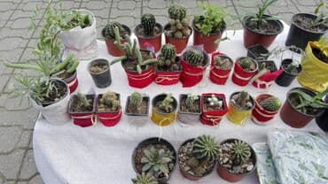 poljsko cveće: Cveće kaktusi više vrsta — 1