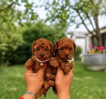 mali akvarijum za ribice cena: Teacup pudle U ponudi predivni štenci teacup pudle, izuzetno sitne — 3