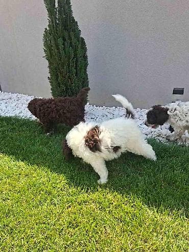 pudle toy cena: Lagotto Romagnolo – rezervacija stenaca Dostupno novo leglo pasa rase — 8