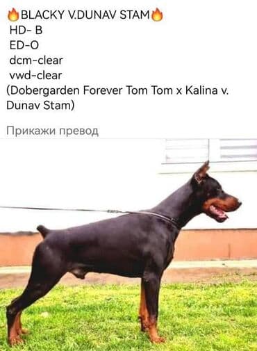 mini psi za stan: Stenci dobermana vrhunskog porekla za rezervaciju Rodjeni 23.07.2023 — 8