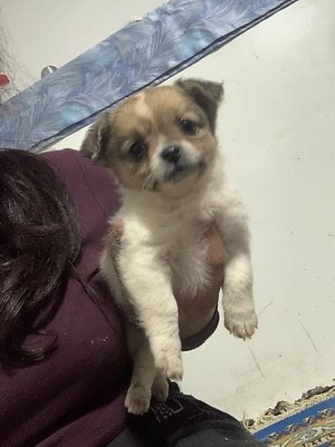 braon pudlica: Devojcica malog rasta – nežno i druželjubivo majka civava dugodlaka — 1