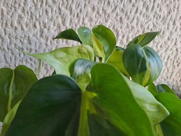 vuneni tepih cena: Filadendron Brasil sa prve i druge slike je 800, Dracena Marginata — 1