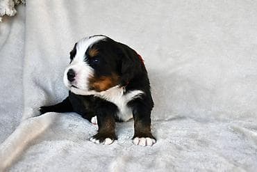 psi na poklon cacak: Bernski planinski pas Najbolji pas za porodicu spremni za rezervaciju — 4