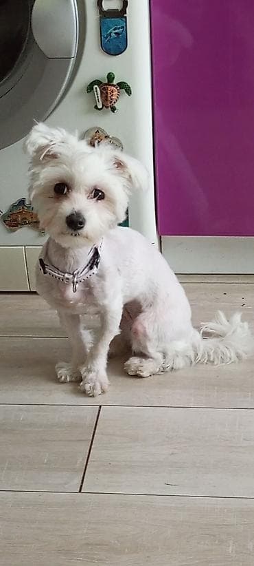 Mali kućni ljubimac – beli pas maltez tipa, uredno podšišan, sa crnim