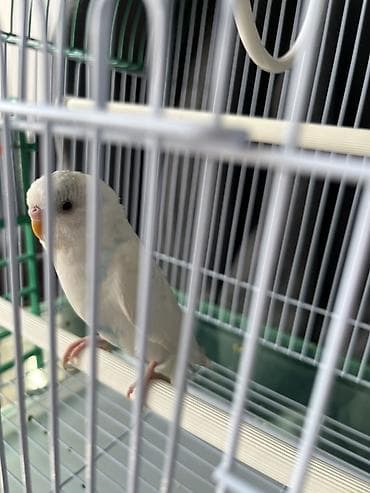 povodac za ptice: Na prodaju Agaponis Tigrica (Albino) Starost: 3 meseca Osobine — 2