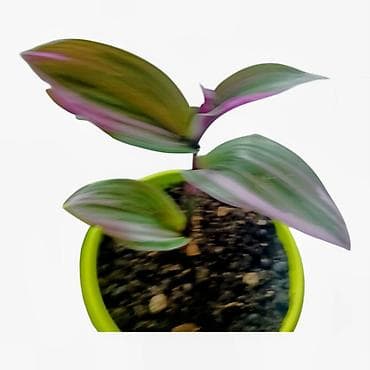 visece biljke: - Raznolik set dekorativnih sobnih biljaka - Tradescantia zebrina — 6