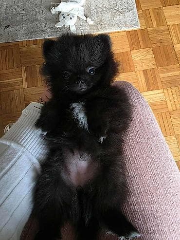 stafordi na poklon: Na prodaju preslatki pomeranci U naš dom su sasvim spontano stigle — 2