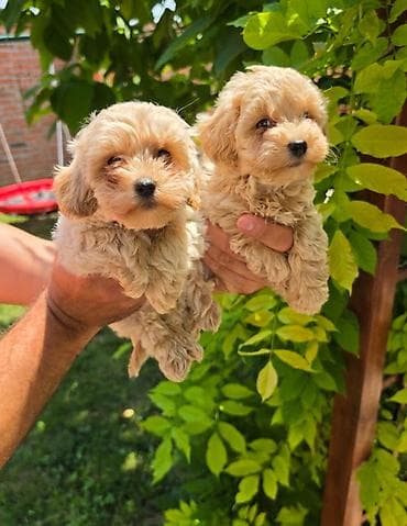 mini pudla braon: Maltipoo stenci spremni su za preuzimanje. Mama je maltezer malog — 1