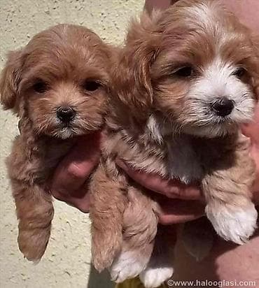 patuljasti snaucer cena: Maltipoo stenci ostenjeni 11.04.2026. Majka mini maltezer a otac — 1