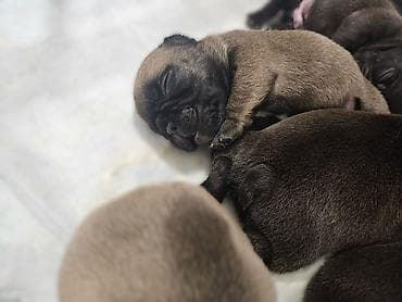 slike haskija: Štenci – kratkonosa rasa malog rasta (tip buldog/mops). Leglo više — 3