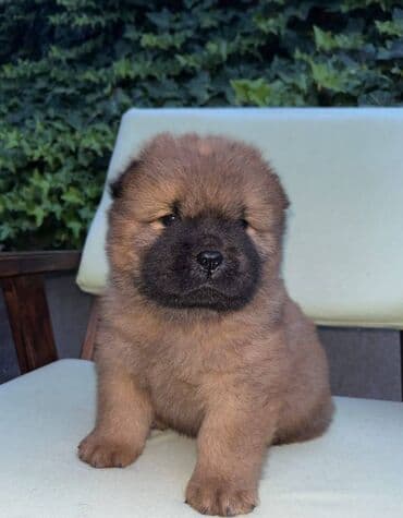 ovcarski psi: Na prodaju prelepi stenci rase Chow chow, ostenjeni 11.08.2024, cetiri — 8