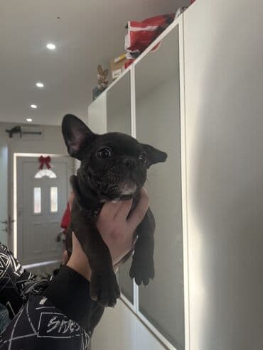 Francuski buldog, crne boje sa belim oznakama na bradi i grudima