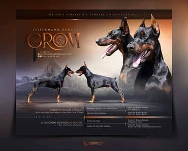 štenci nemačkog ovčara: GROM Doberman Kennel predstavlja stenad iz linijskog parenja Pride of — 1
