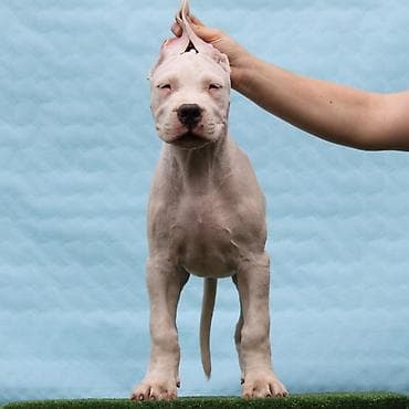 sorcamajicatorbica na poklon: Legle dogo argentino štenaca Sa ponosom predstavljamo vrhunsko leglo — 2