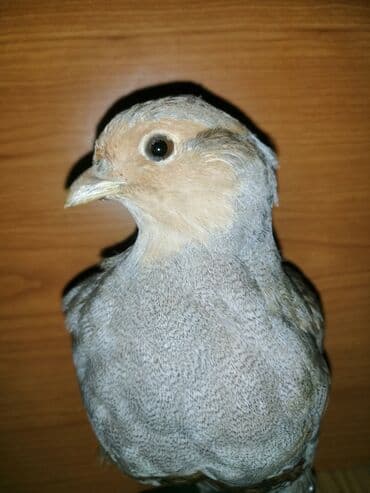 Preparirana ptica — 5