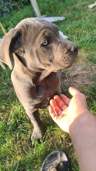 Psi: Prodajemo štence CANE CORSO vhunskog izložbenog kvaliteta sa — 5