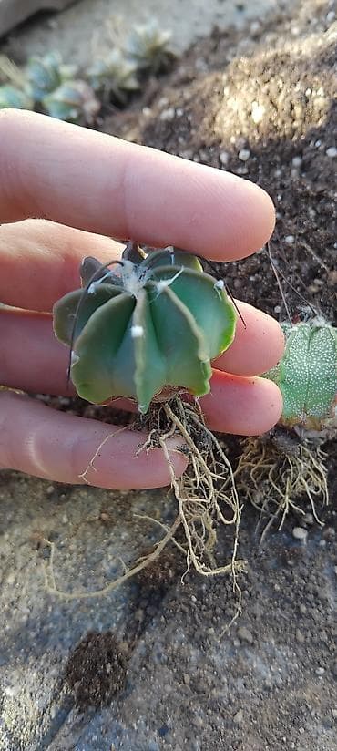 pepco sator za decu: Astrophytum asterias/mirostiigma tip – mlade biljke sa korenom - Rod — 1