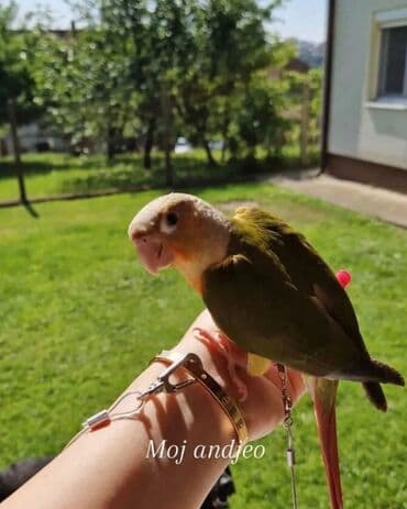 Glodari: Povodci za papagaje – sigurnost, sloboda i poverenje u jednom! — 4