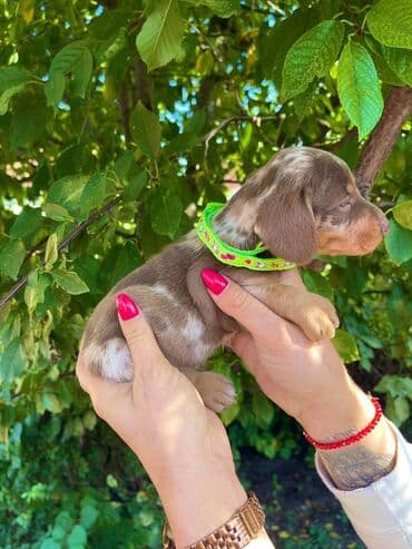 egzoticne ptice prodaja: Odgajivacnica pasa "Happy Puppies" ima u ponudi patuljaste jazavicare — 10