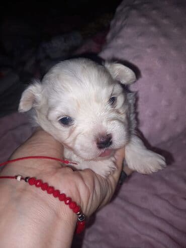 Malo belo štene – rase maltezer/pudl tip (toy veličina) - Starost — 1