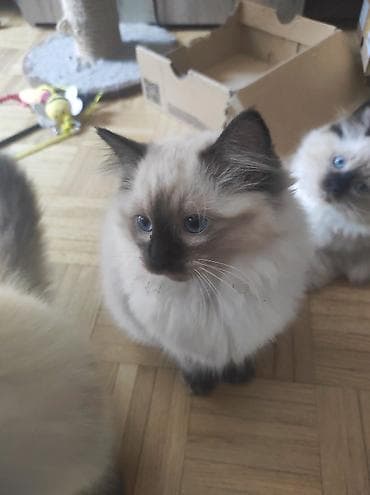 mačke na prodaju: Ragdoll mačići – blue point rođeni 02.04. - Prelepi ragdoll mačići sa — 10