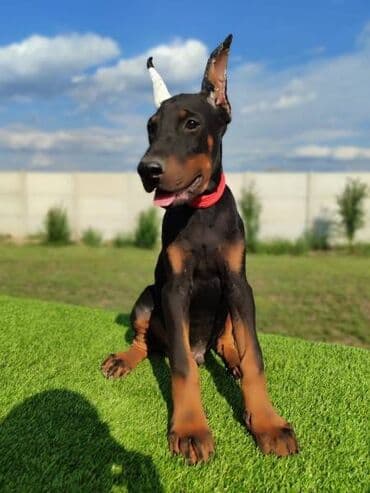 Psi: Doberman mužijaci Oštenjeni 25.05 Vakcinisani revakcinisani Šabac — 3