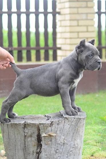 psi firma: Cane Corso, štenci vrhunskog kvaliteta Nasa odgajivačnica Vam nudi — 6