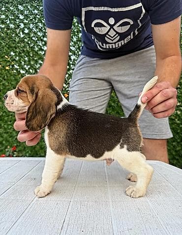 privezak na engleskom: ŠTENCI BIGLA – The Lovely Dogs Pogledajte vrhunski kvalitet naših — 8