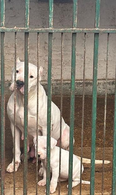 Ptice: Odgajivacnica Life energy by Gile u ponudi ima muzjaka i zenku Dogo — 8