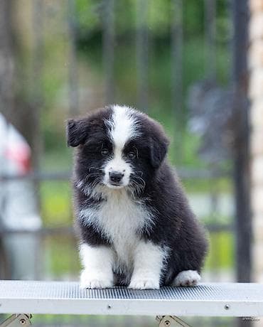 mala telad za prodaju: Na prodaju 9 šteneta Border Collie, iz dva različita legla. - Jedno — 1