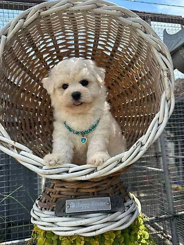 stenci labradora: Bichon Frise štenci U ponudi prelepi, umiljati i razigrani štenci rase — 6