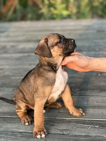 beli psi veliki: Rasa Cane Corso snažne građe) Starost: 45dana Boja dlake: nijanse — 10