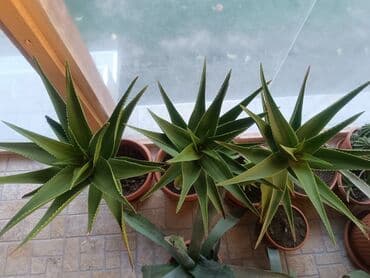 wc solja novi sad: Aloe Vera više vrsta — 2