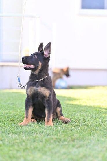 psi pomeranci na poklon: Nemački ovčar štenci U ponudi štenci radne linije nemačkih ovčara! Tri — 4