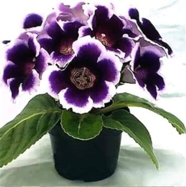 Cena 650din / 5semenki na lalafo.rs Cena 650din / 5semenki