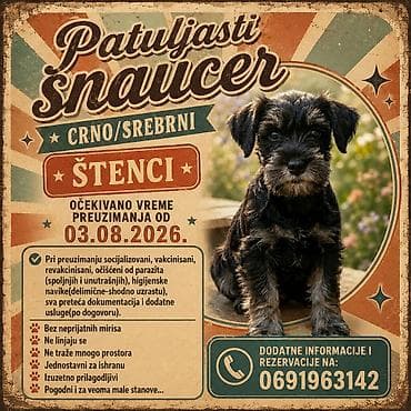 mali psi za udomljavanje: Patuljasti šnaucer-crno/srebrni štenci-očekivano vreme preuzimanja od — 2