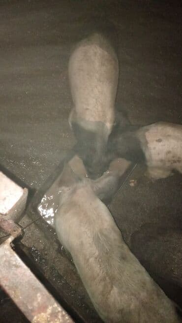 psi na poklon stenci: Na prodaju jedno prase 370 dinara — 6