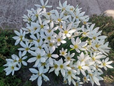 hristov trn beli: Kisni ljiljani- beli, 5 lukovica je — 4