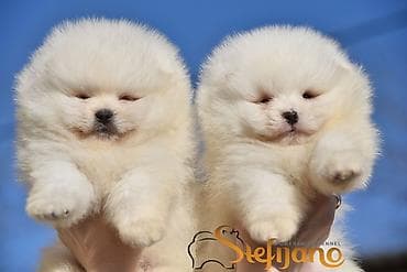 divlji pas u srbiji: Pomeranac Boo. Vrhunski stenci pomeranca, minijaturnog patuljastog — 4