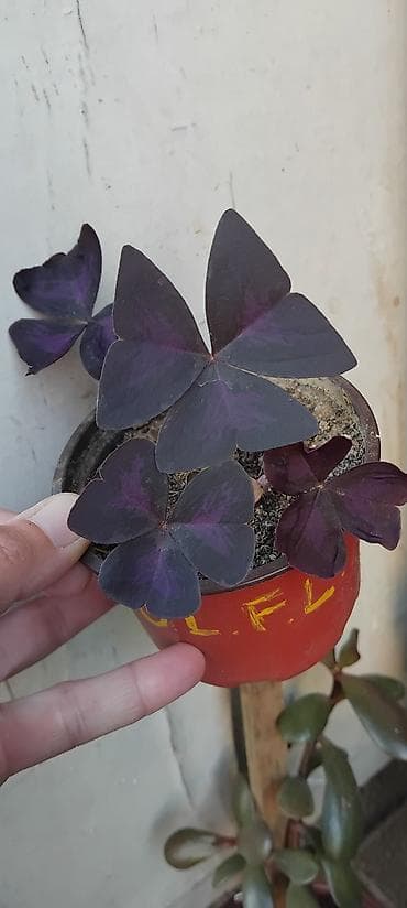 sintelon kula: Oxalis triangularis „Purple Shamrock” – ukrasna sobna biljka - Vrsta — 5
