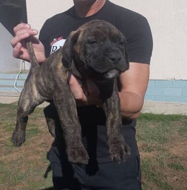psi na poklon srbija: Presa Canario štenci na prodaju, stari mesec i po dana. Vakcinisani — 8