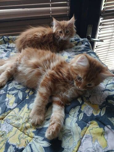 jeftina hrana za pse: Mace dugodlake – leglo prelepih mačića - Tip: kućne mačke dugodlake — 3