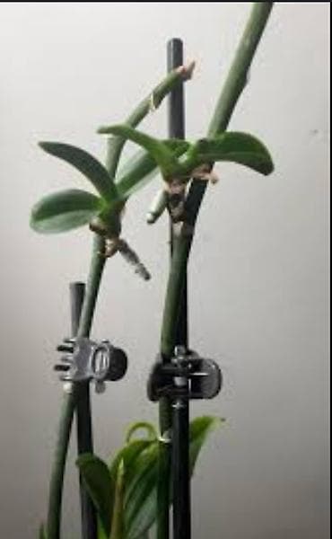 privesci za samoodbranu: Keiki pasta za razmnozavanje i produzetak cvetanja vaše — 8