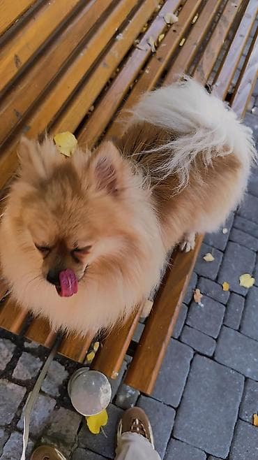 psi za dvoriste prodaja: Pomeranac (spic minijaturni) – prelep, pahuljast pas narandžasto-krem — 5