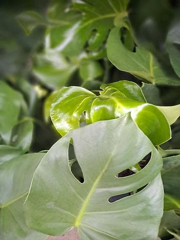 sobni javor: Filadendron, velika biljka sa prve slike je 1000, Chlorophytum sa — 1