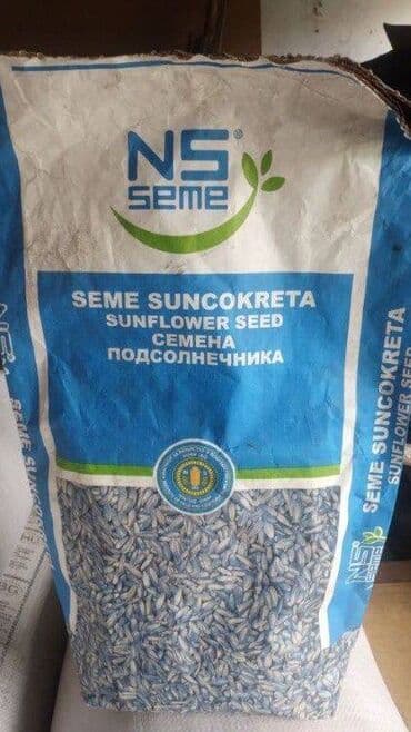 Other food products: Na prodaju konzumni suncokret NS Argonaut pogodan za ljuštenje i kao — 1